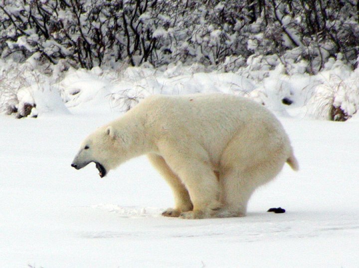 Bär.jpg