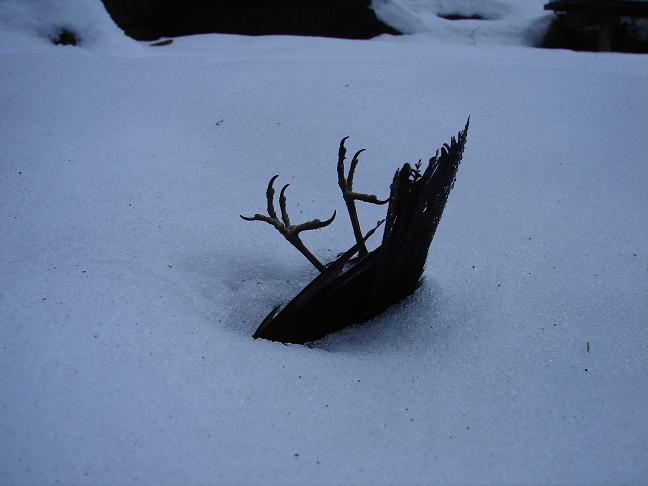 Vogel Grippe tief gefrostet.JPG