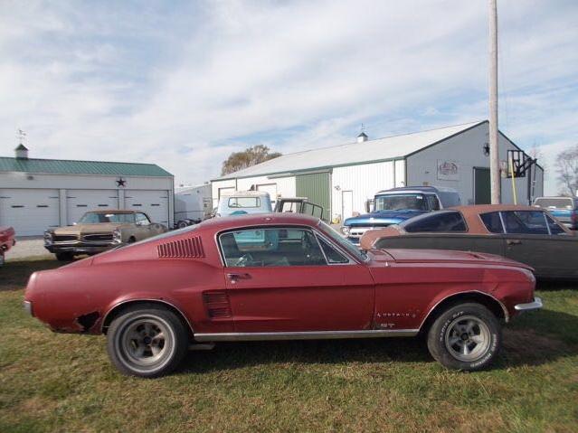 MUSTANG.JPG